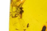 Polished Amber With Detailed Fossil Wasp ( g) - Mexico #102813-1